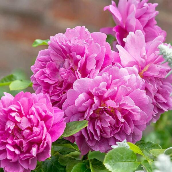 PRINCESS ANNE