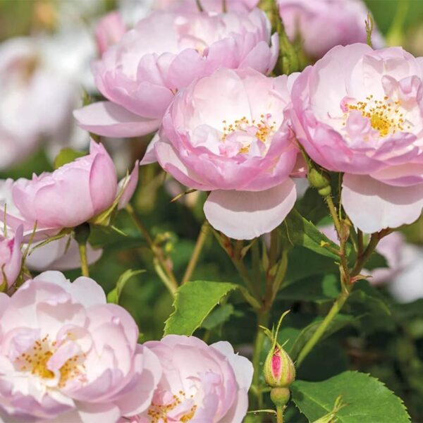 SCARBOROUGH FAIR - immagine 2