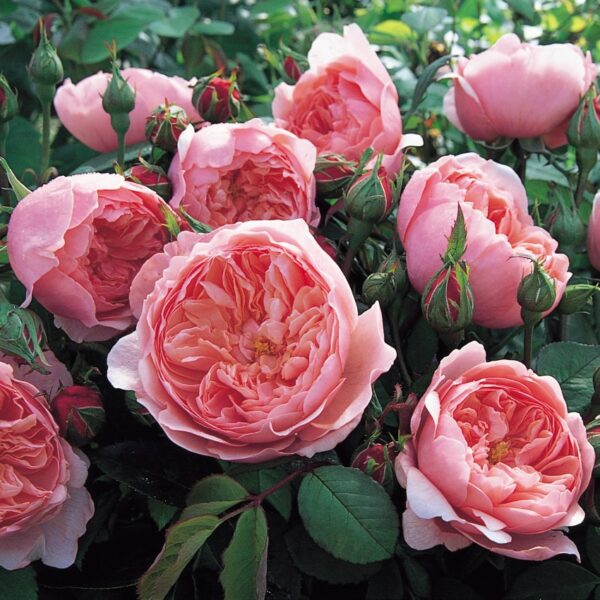 THE ALNWICK ROSE