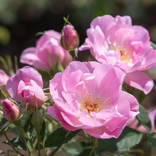 THE LADY’S BLUSH