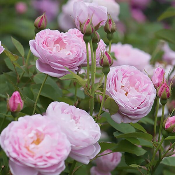 QUEEN ANNE