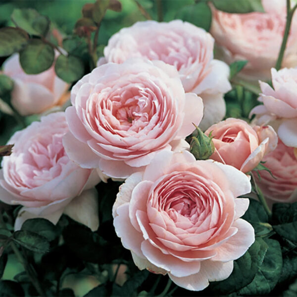 QUEEN OF SWEDEN - immagine 2