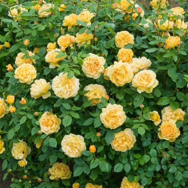 GOLDEN CELEBRATION - immagine 2