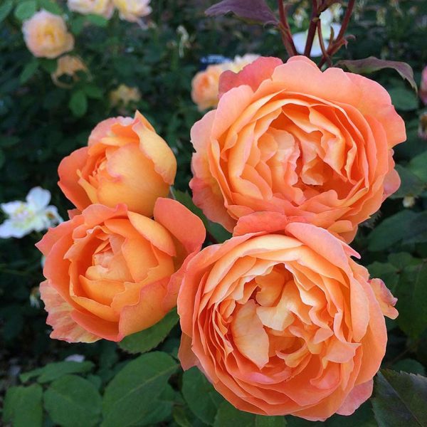 LADY EMMA HAMILTON