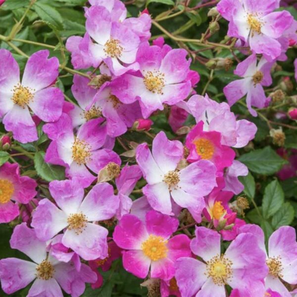 SCENTED CARPET