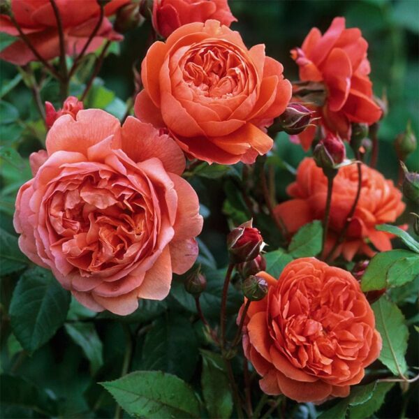 SUMMER SONG - immagine 3